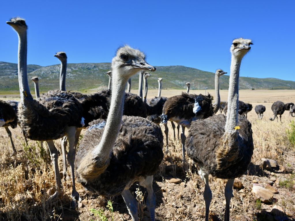 Struisvogels Zuid Afrika groepsrondreis 2